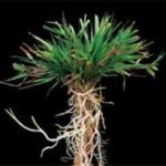 Beyaz Ayrık Çimi / Agrostis stolonifera