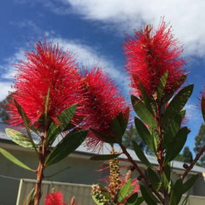 Callistemon