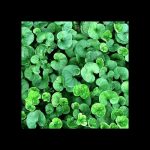 Fare Kulağı / Dichondra repens