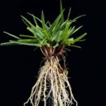 Kamışsı Yumak / Festuca arundinacea