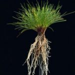 Koyun yumağı / Festuca ovina duriuscula