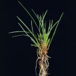 Narin kırmızı yumak / Festuca rubra trichophylla