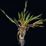 Narin tavusotu / Agrostis capillaris