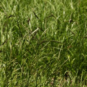 Paspalum Notatum Hazır Çim
