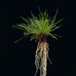 Uzantılı kırmızı yumak / Festuca rubra commutata